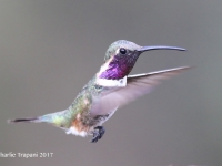 819A0607Lucifer_Hummingbird