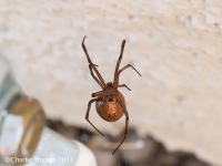 819A0804Brown_Widow