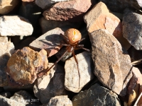 819A0820Brown_Widow