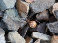 819A0831Brown_Widow