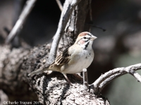 819A1179Lark_Sparrow