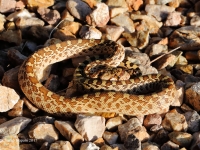 819A1211Gopher_Snake