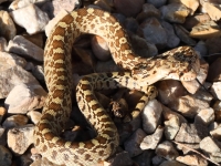 819A1222Gopher_Snake