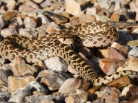 819A1236Gopher_Snake