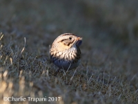 819A1359Lincoln's_Sparrow