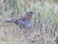 819A138LeConte's_Sparrow