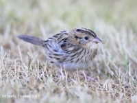 819A1395LeConte's_Sparrow