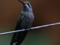 819A1523Blue-throated_Hummingbird