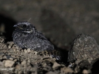 819A1529Common_Poorwill