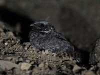819A1530Common_Poorwill