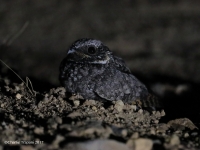 819A1534Common_Poorwill