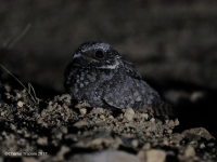 819A1534Common_Poorwill