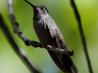819A1555Blue-Throated_Hummingbird