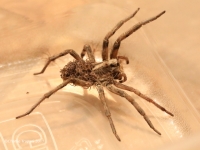 819A1625Carolina_Wolf_Spider