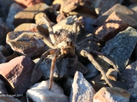 819A1647Carolina_Wolf_Spider_With_Babies