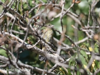 819A1703Painted_Bunting