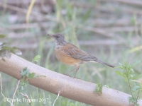 819A1785Rufous-backed_Robin