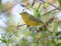 819A1842Orange-Crowned_Warbler