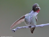 819A1961Anna's_Hummingbird