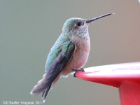 819A2024Calliope_Hummingbird