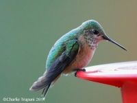 819A2028Calliope_Hummingbird