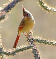 0J6A8253Pyrrhuloxia