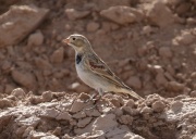 0J6A8419McCown's_Longspur
