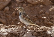 0J6A8420McCown's_Longspur
