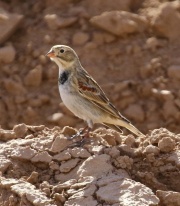0J6A8435McCown's_Longspur