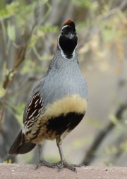 0J6A8519Gambel's_Quail