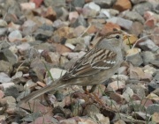 0J6A8531White-crowned_Sparrow