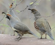 0J6A8585Gambel's_Quail