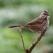 0J6A8638Song_Sparrow
