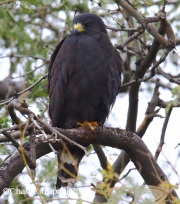6S3A5429Zone-Tailed_Hawk