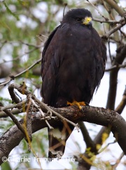6S3A5449Zone-Tailed_Hawk