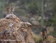 6S3A5458Bobcats