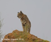 6S3A5467Bobcat