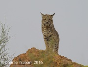 6S3A5471Bobcat