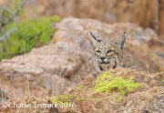6S3A5473Bobcat
