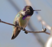 6S3A5755Costa's_hummingbird