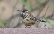 6S3A5780Cactus_Wren
