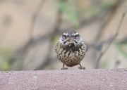 6S3A5785Catus_Wren