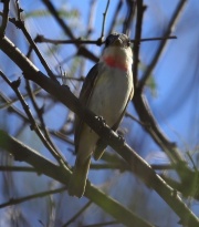 6S3A5815Rose-Throated_Becard