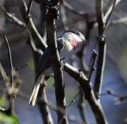6S3A5833Rose-Throated_Becard
