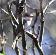 6S3A5836Rose-Throated_Becard
