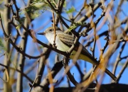 6S3A5890Ash-Throated_Flycatcher