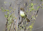 6S3A5968Nutting's_Flycatcher