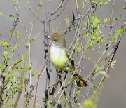 6S3A5969Nutting's_Flycatcher