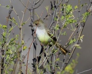 6S3A5977Nutting's_Flycatcher