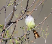 6S3A5980Nutting's_Flycatcher